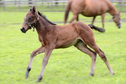 【競馬】「先天性食道狭窄症」ホエールキャプチャの17、放牧地を駆けまわる★