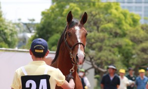 @Chiba Thoroughbred Sale 2015