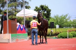 Chiba Thoroughbred Sale 2017