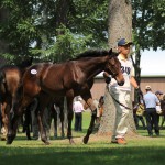 Select Sale 2015