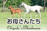 繁殖牝馬のご案内