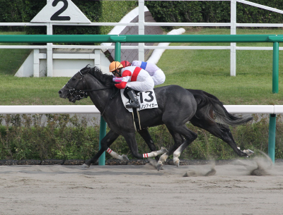 �_�m���A�C�K�[