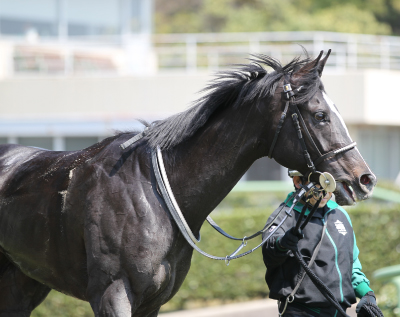 �h���S���J�t�F