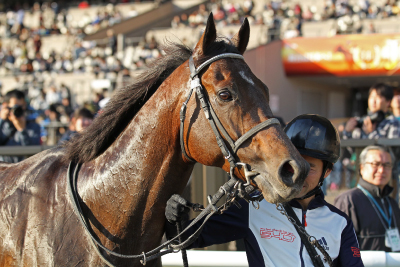 �h���S���s�[�X