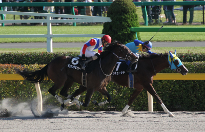 �J�`���[�V��