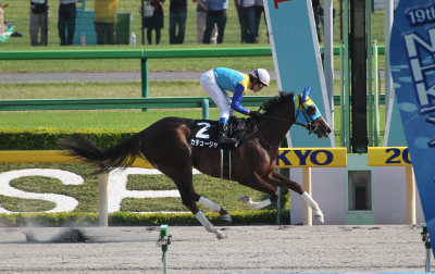 �J�`���[�V��