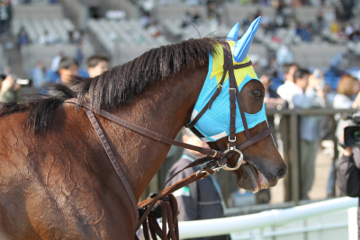 �J�`���[�V��