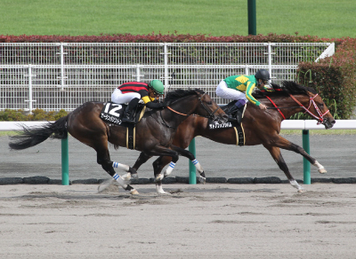 �T�g�m�v�����V�p��