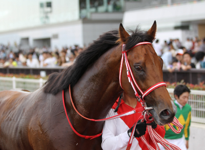 �T�g�m�v�����V�p��