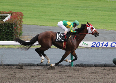 �T�g�m�v�����V�p��