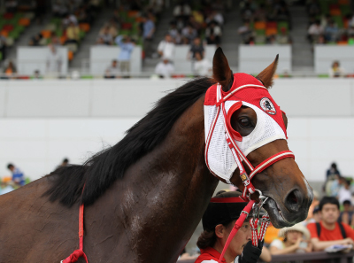 �T�g�m�v�����V�p��