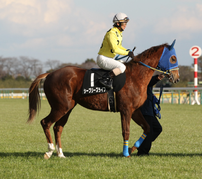 �V�[�u���[�Y���C�t