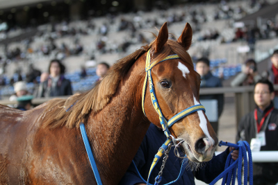 �V�[�u���[�Y���C�t