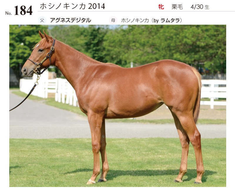 ホシノキンカ2014全身写真